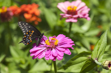 Fototapeta na wymiar Monarch butterfly on a purple zinnia in the flower garden in the summer