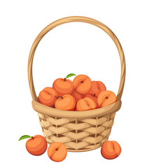 Vector woven basket with peach fruit isolated on a white background.
