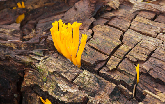 Orange mushrooms Calocera vistsosa surrounded by moss, forest floor