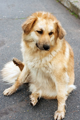 Obraz premium big dog sits on a path in a park