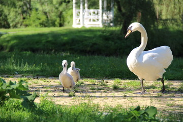 Белый лебедь с птенцами