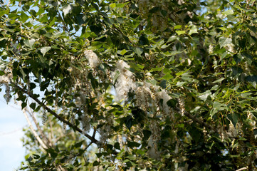 Poplar down on a tree branch