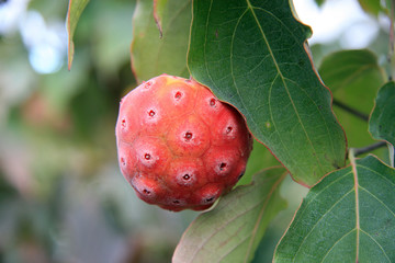 Red fruits  / Japanischer Blutenhartriegel Cornus kousa China Girl