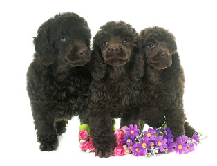 puppies brown poodles