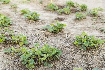 row of strawberries