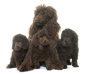 puppies and mother brown poodles