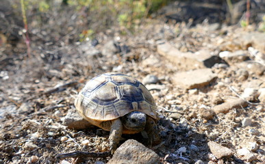 Junge Griechische Landschildkröte im natürlichen Umfeld