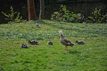 Wilde Gänse Familie im Grünen am See