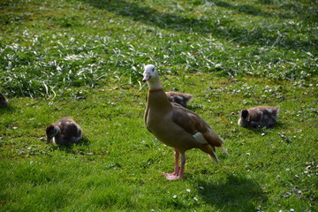 Wilde Gänse Familie im Grünen 