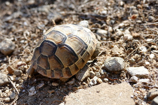 Junge Griechische Landschildkröte im natürlichen Umfeld