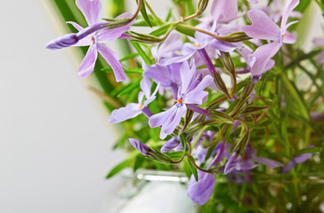Small lilac flowers on a light white