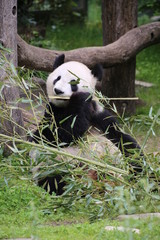 Obraz premium Großer Panda frisst Bambus