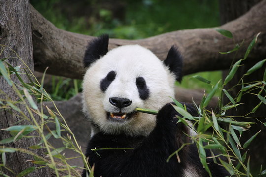 Fototapeta Großer Panda frisst Bambus