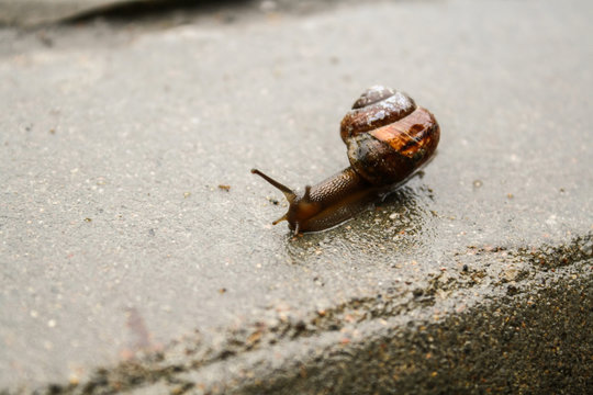 Large brown snail crawling on the wet gray stone.