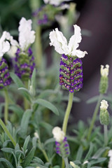 Obraz premium Lavandula stoechas
