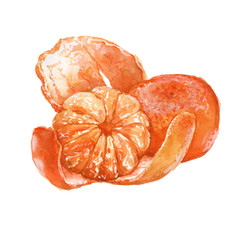 mandarin fruit. isolated. watercolor illustration