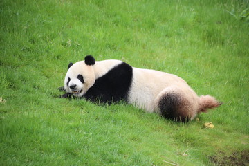 Fototapeta premium Großer Panda in Nahaufnahme