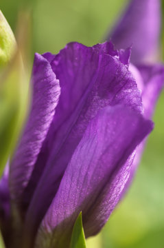 Nature background soft focused purple iris flower against blurred green leaves