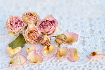 Dry pink roses over white lace background