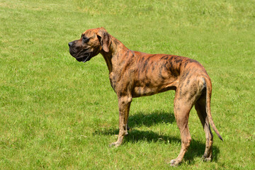 Great dane dog in  the grass