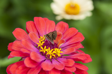 Moth on a pretty orange and purple zinnia