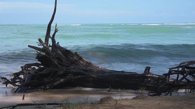Big wave of storm surge hit beach cause dead big tree at Phuket