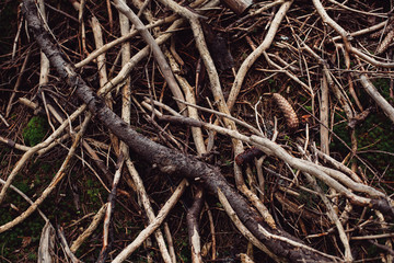 Roots of old tree without ground - organic background
