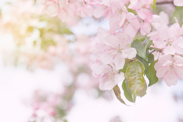 beautiful tender spring blooming apple tree. toned image - 113844183