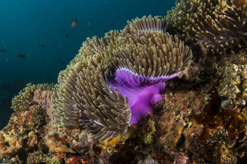 Beautiful Magnificent Anemone dancing with the current