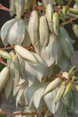 Obraz premium Common yucca flowers (Yucca filamentosa). Called Adam's needle, Spanish bayonet, Bear-grass, Needle-palm, Silk-grass and Spoon-leaf yucca also