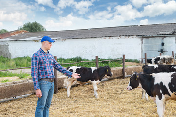 Farmer is working on farm with dairy cows