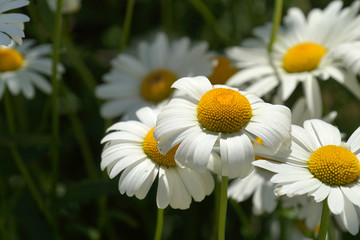 chamomile