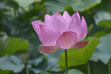 Obraz premium Sacred lotus (Nelumbo nucifera). Called Indian Lotus, Bean of India and Lotus also.