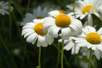 chamomile