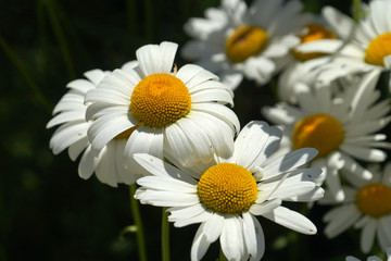 chamomile