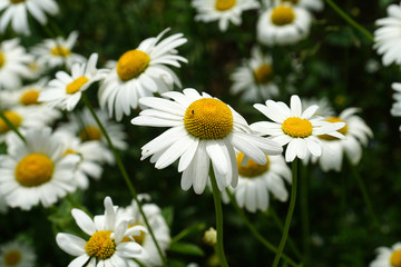 chamomile