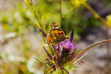 Insects feeding on the nectar of flowers inside