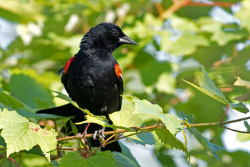 Red winged blackbird on a branch