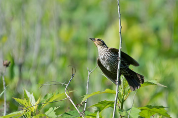 Female red winged blackbird on a branch