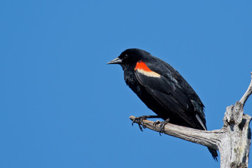 Red winged blackbird on a branch