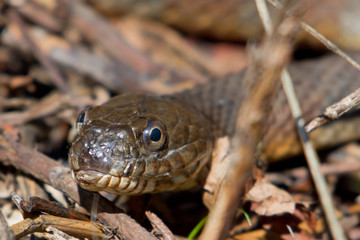 Yellow bellied water snake up close
