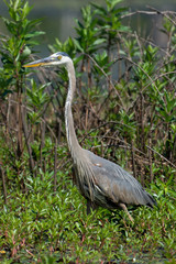 Great blue heron in a swamp