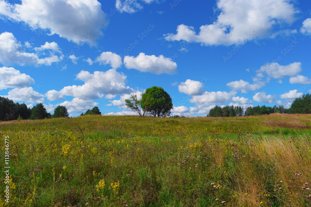 Wall mural beautiful summer landscape