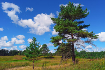 Fototapeta na wymiar Beautiful summer landscape with pine trees