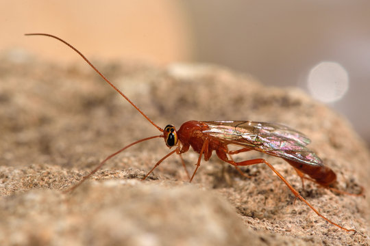 Ophion perkinsi ichneumon wasp. Wasp in the family Ichneumonidae, a parasitoid of larvae of lepidoptera