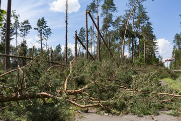Broken trees blocking the road after the hurricane winds