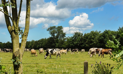 Vacas normandas, Normandía, Francia