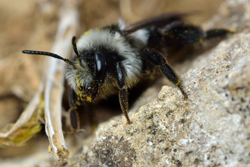 Ashy mining bee (Adrena cineraria). Female insect in the family Andrenidae, with yellow pollen grains on hair
