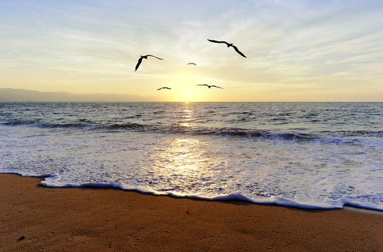 Ocean Sunset Birds