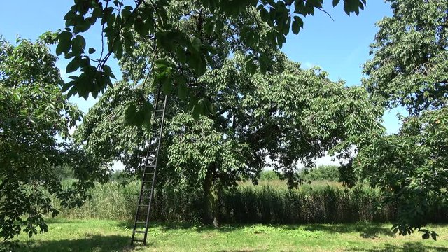 Orchard large cherry tree with ladder for climbing tree fresh fruit ripe cherries beautiful green tree with blue sky background green leafs slowly moving by wind summer time ready for fruit picking 4k